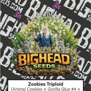 Big Head Seeds Zookies TRIPLOID cannabis plant image 1