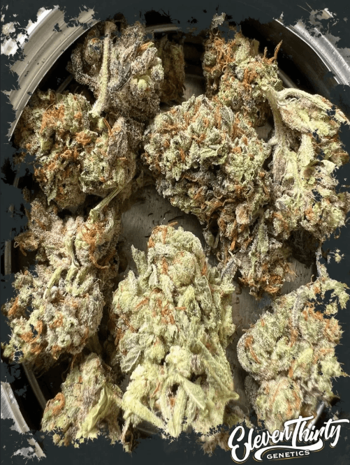 ElevenThirty Genetics Burgerz cannabis plant image 1