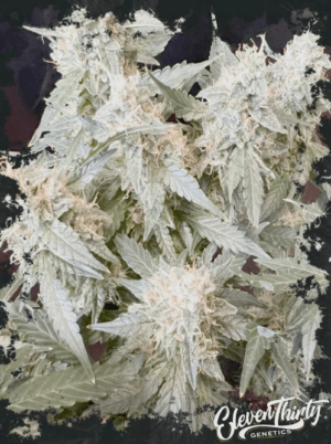 Dawg Walker Auto