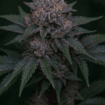ElevenThirty Genetics Gamerz Soup cannabis plant image 1