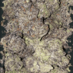 ElevenThirty Genetics Gamerz Soup cannabis plant image 2