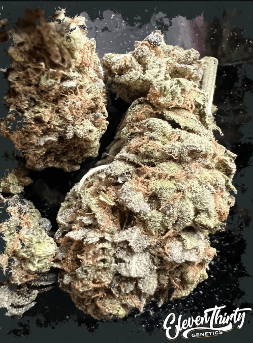 ElevenThirty Genetics Gas Mask cannabis plant image 1