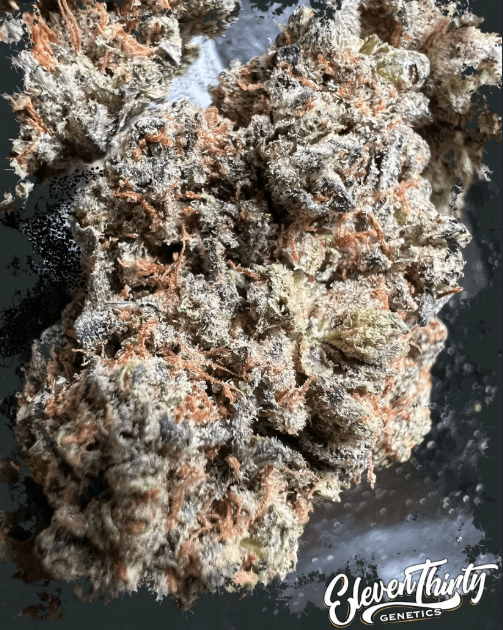ElevenThirty Genetics Guava Fuel cannabis plant image 1