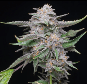 Jolly Bearz Auto