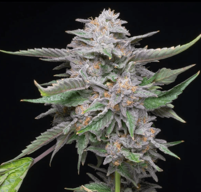 ElevenThirty Genetics Jolly Bearz Auto cannabis plant image 1
