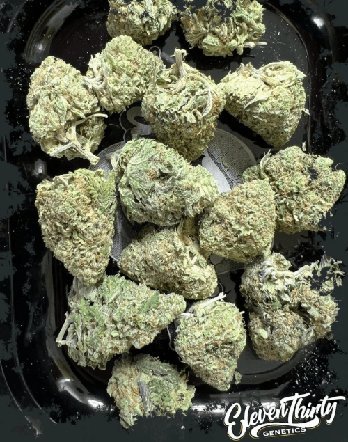 ElevenThirty Genetics Kosh Ya cannabis plant image 1