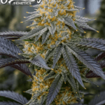 ElevenThirty Genetics Mega Boof cannabis plant image 1