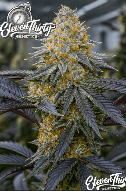 ElevenThirty Genetics Mega Boof cannabis plant image 1