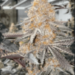 ElevenThirty Genetics Mega Boof cannabis plant image 2