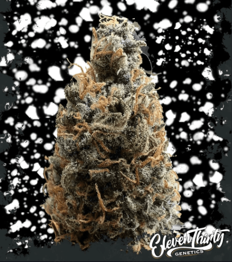 ElevenThirty Genetics Mega Boof Auto cannabis plant image 1