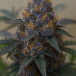 ElevenThirty Genetics RS1130 cannabis plant image 1
