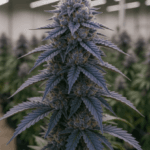 ElevenThirty Genetics RS1130 cannabis plant image 2