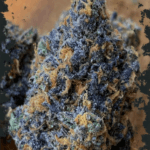 ElevenThirty Genetics RS1130 cannabis plant image 3