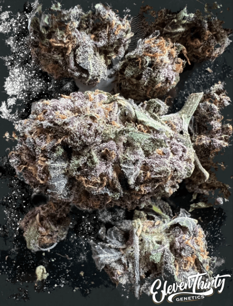 ElevenThirty Genetics RS1130 Auto cannabis plant image 1
