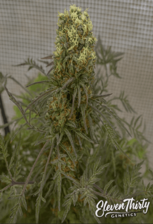 Terp Mutant Auto