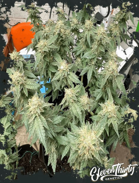 ElevenThirty Genetics Toazted cannabis plant image 1