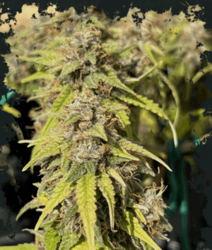 Toazted Auto