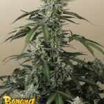 FastBuds Banana Guava Auto cannabis plant image 1