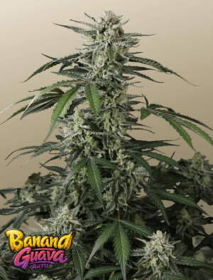 Banana Guava Auto