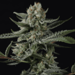 FastBuds Banana Guava Auto cannabis plant image 2