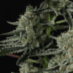 FastBuds Banana Guava Auto cannabis plant image 3