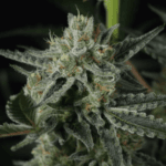 FastBuds Banana Guava Auto cannabis plant image 4