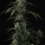 FastBuds Banana Guava Auto cannabis plant image 5