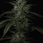 FastBuds Banana Guava Auto cannabis plant image 6