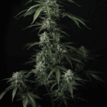 FastBuds Banana Guava Auto cannabis plant image 7