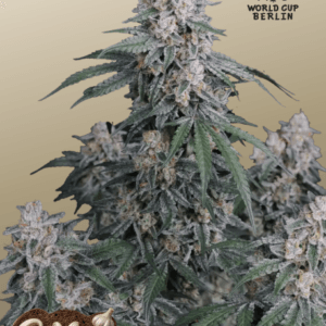 FastBuds GMO Auto cannabis plant image 1