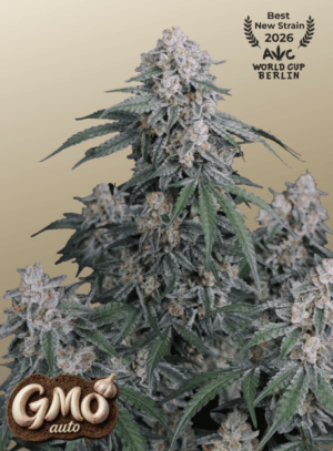 GMO Auto
