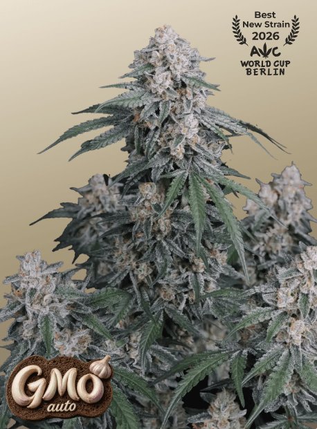 FastBuds GMO Auto cannabis plant image 1