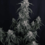 FastBuds GMO Auto cannabis plant image 2