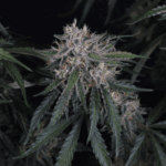 FastBuds GMO Auto cannabis plant image 3