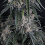 FastBuds GMO Auto cannabis plant image 4