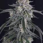 FastBuds GMO Auto cannabis plant image 5