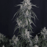 FastBuds GMO Auto cannabis plant image 6