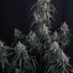 FastBuds GMO Auto cannabis plant image 7
