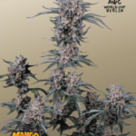 FastBuds Mango Cherry Runtz Auto cannabis plant image 1