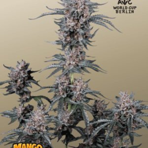 FastBuds Mango Cherry Runtz Auto cannabis plant image 1
