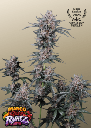 Mango Cherry Runtz Auto