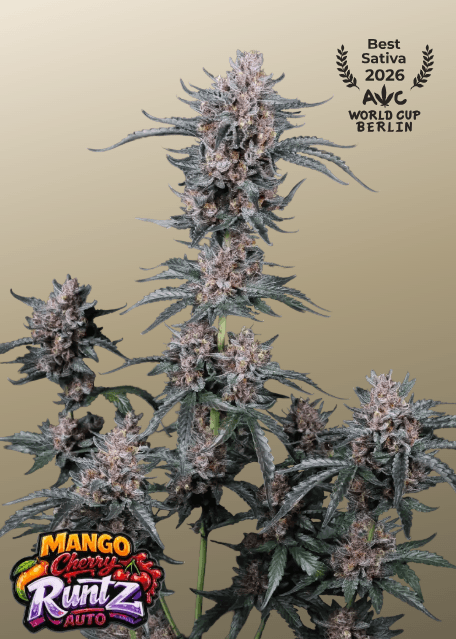 FastBuds Mango Cherry Runtz Auto cannabis plant image 1