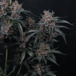 FastBuds Mango Cherry Runtz Auto cannabis plant image 2