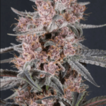 FastBuds Mango Cherry Runtz Auto cannabis plant image 3