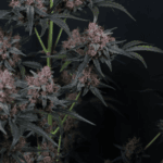 FastBuds Mango Cherry Runtz Auto cannabis plant image 4