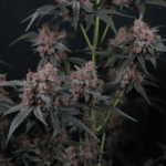 FastBuds Mango Cherry Runtz Auto cannabis plant image 5