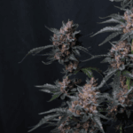 FastBuds Mango Cherry Runtz Auto cannabis plant image 6