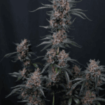 FastBuds Mango Cherry Runtz Auto cannabis plant image 7