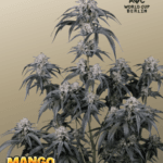 FastBuds Mango Frost Auto cannabis plant image 1