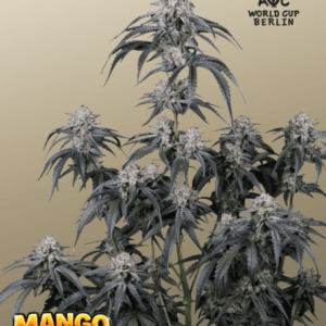 FastBuds Mango Frost Auto cannabis plant image 1